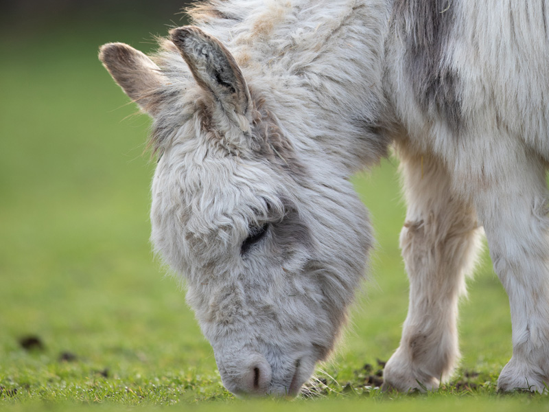 A white Sicilian donkey grazing grass