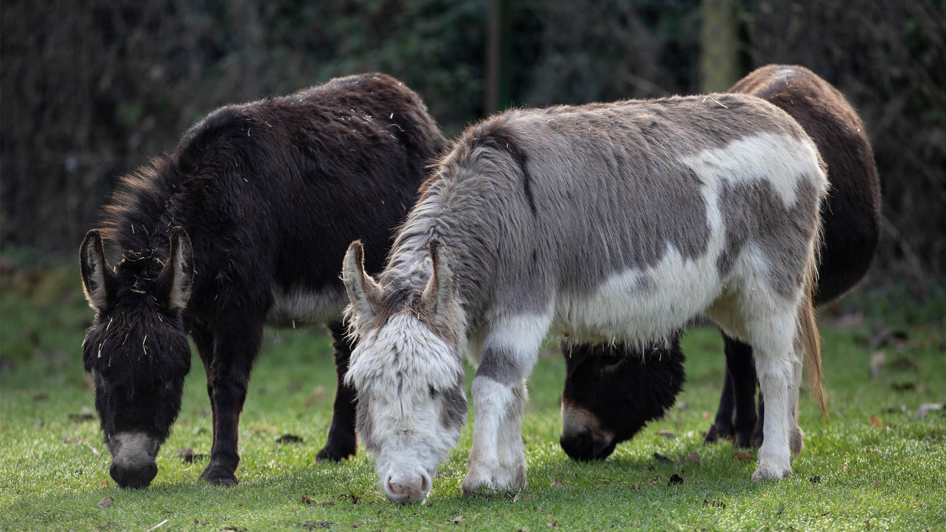 Three Sicilian donkeys grazing teh grass at emerald park