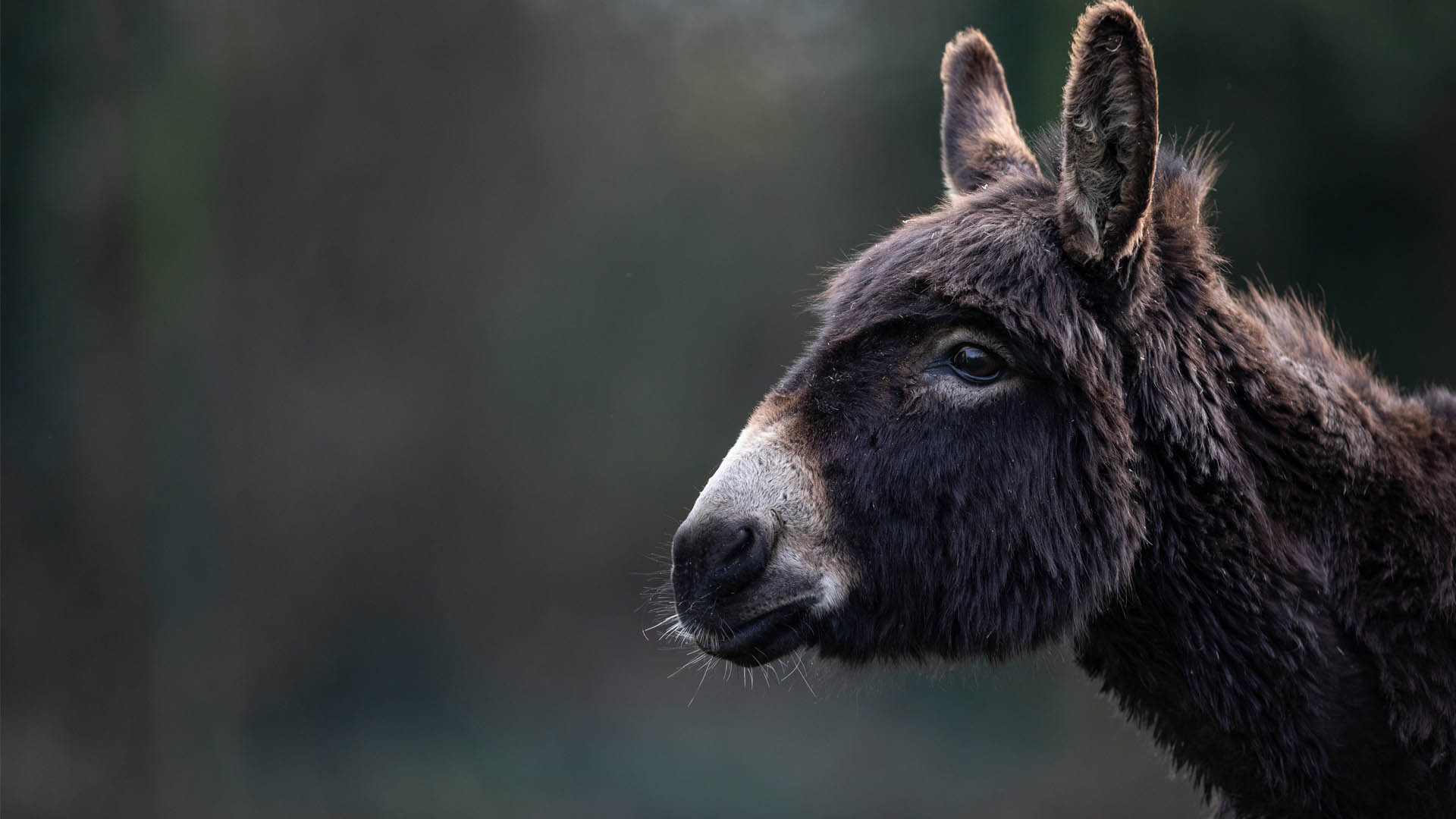 A close-up of Sicilian donkey