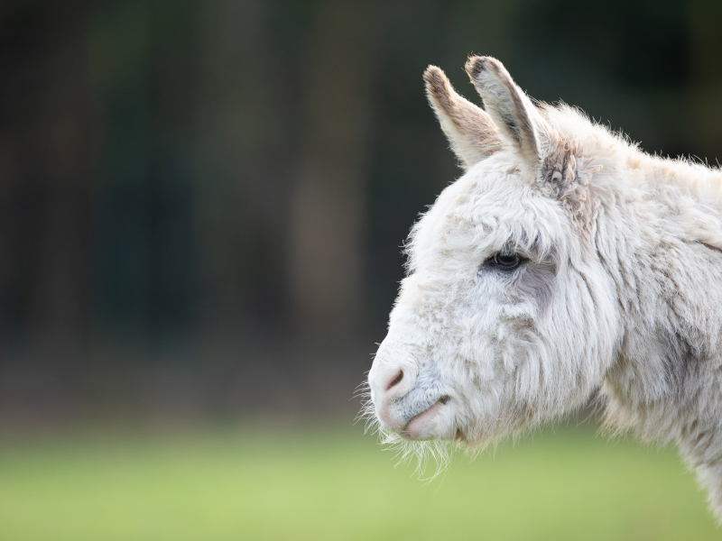 A close up of Sicilian donkey at zoo in emerald park