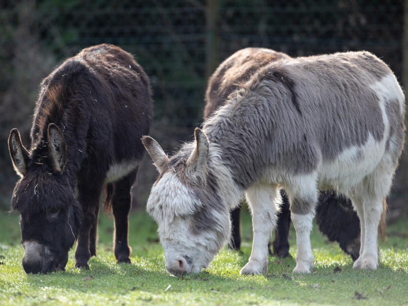 three Sicilian donkeys grazing the grass at emerald park