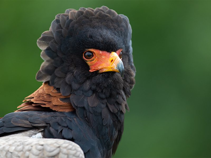 bataleur eagle at emerald park