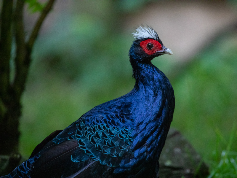 View of an Edwards pheasant from the side.