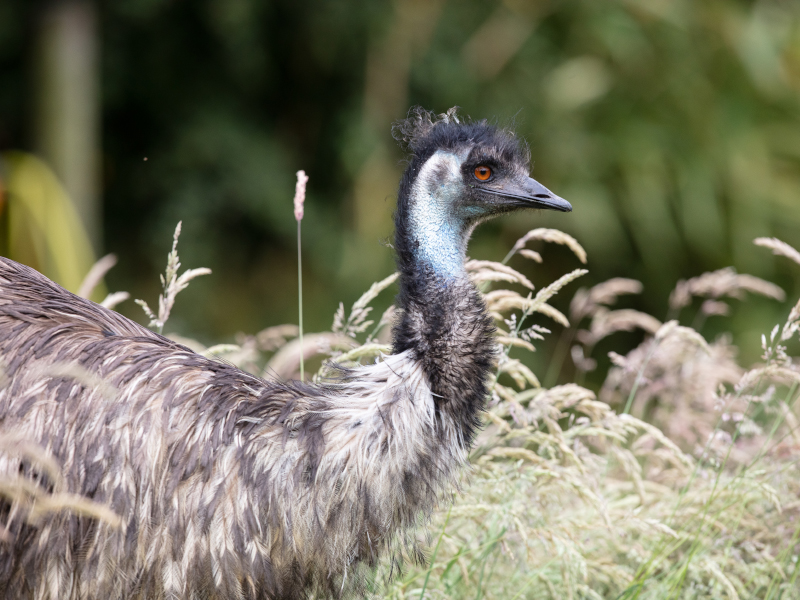 A side view of a Emu in the long grass at emerald park