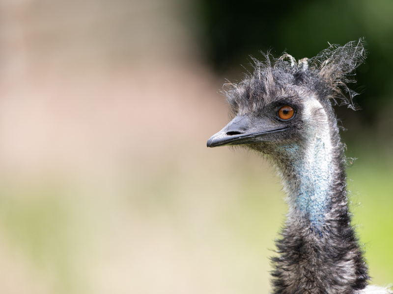 A close-up of an Emu face at emerald park