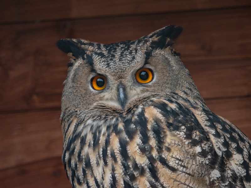 owl with bright orange eyes