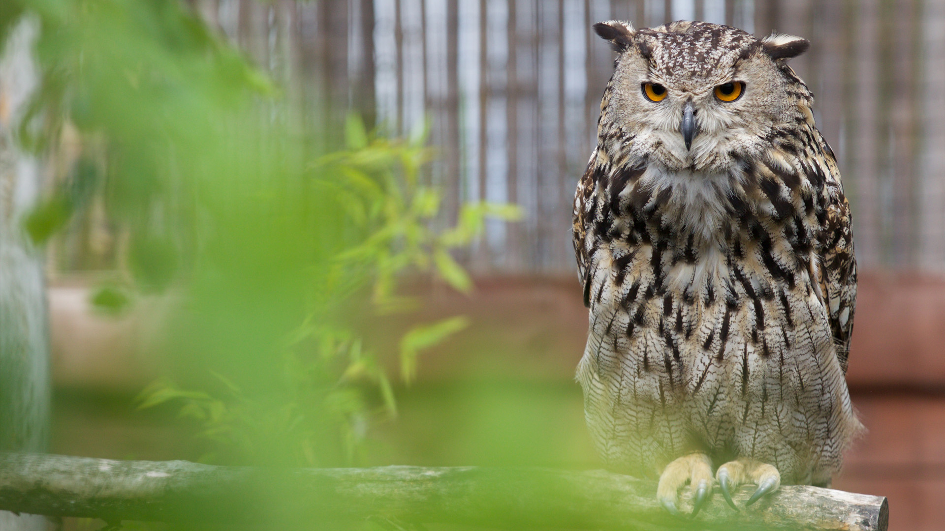 Eurasian eagle owl perched on a branch at emerald park