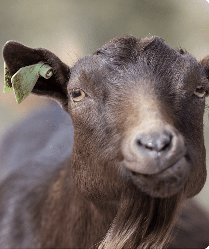 close up of goat at emerald park