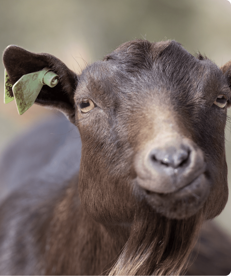 Farmyard fun