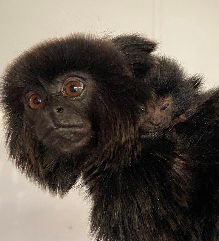 two small black goeldi monkeys