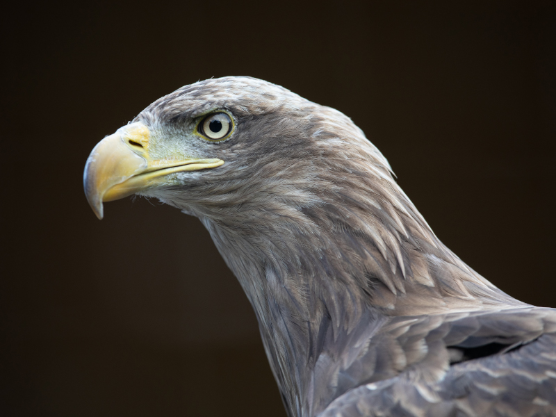 Golden eagle at close-up in Emerald Par