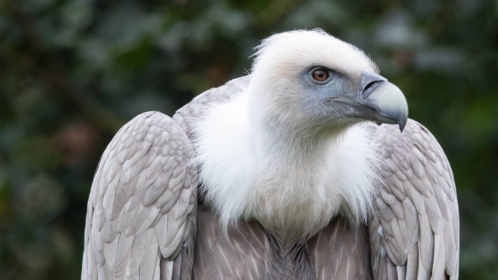 Eurasian griffon vulture looking out