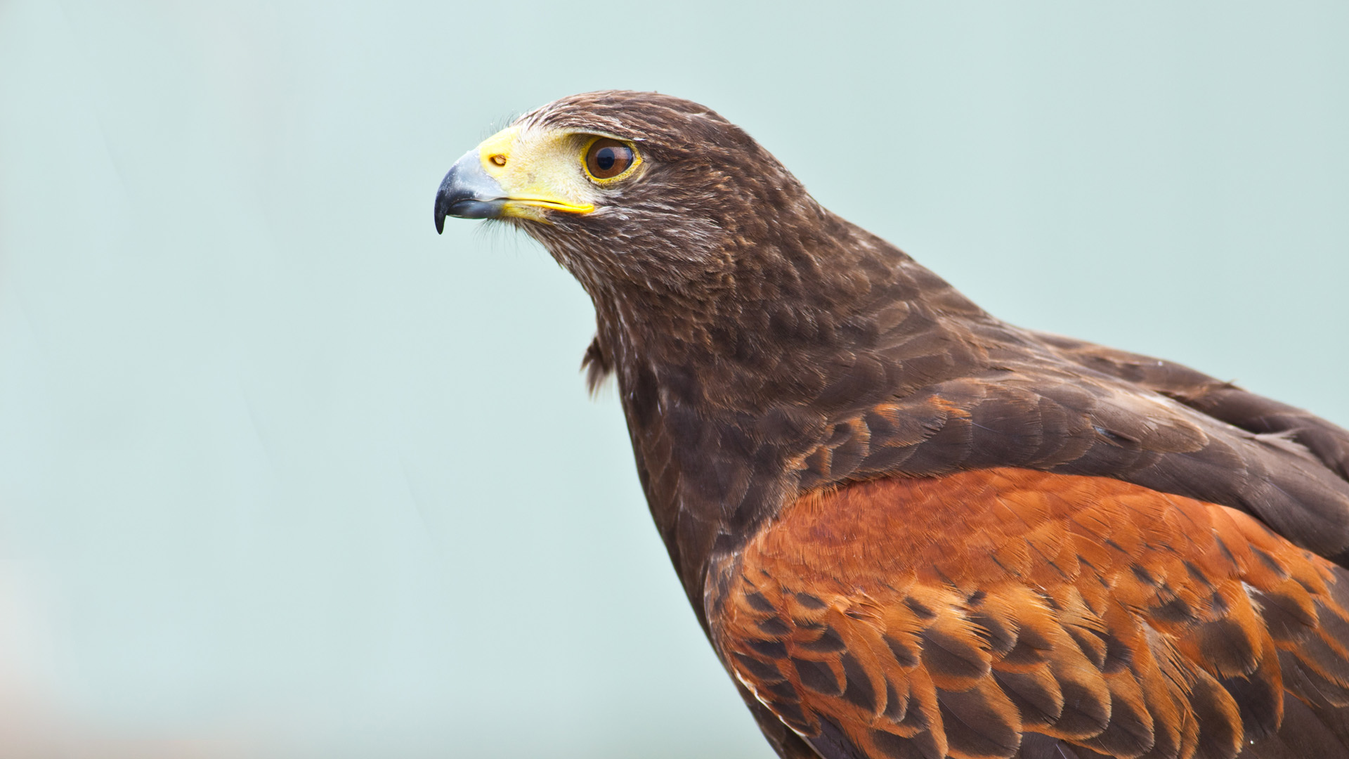 A side view of a harris hawk turned to the side
