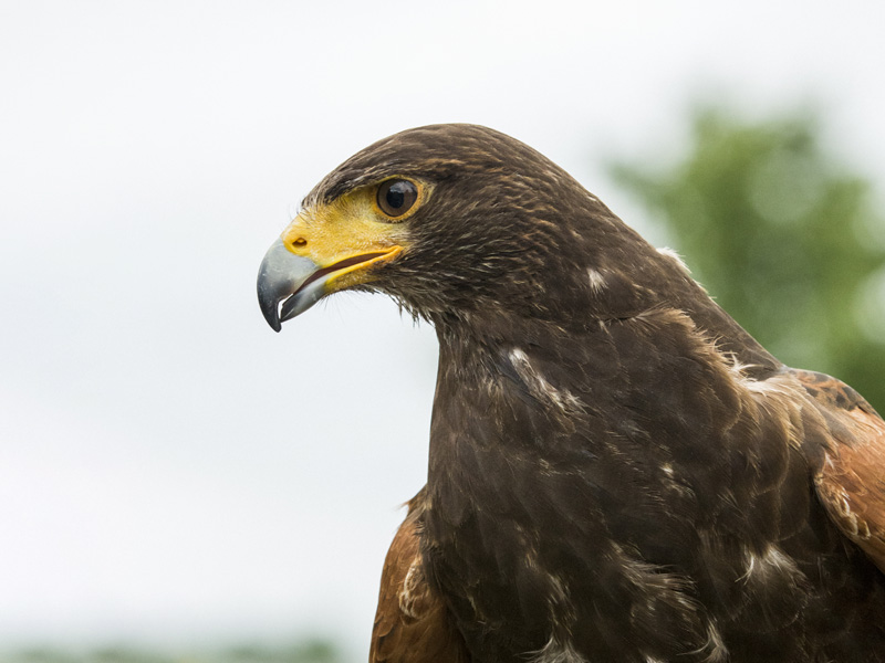 close-up of harris hawk