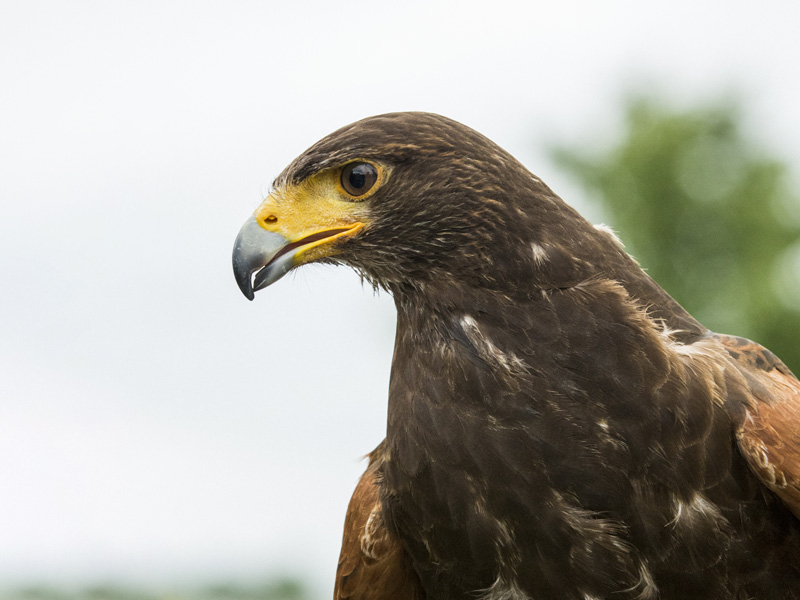 Harris hawk