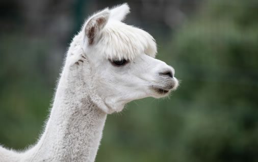 close up of an alpaca's head