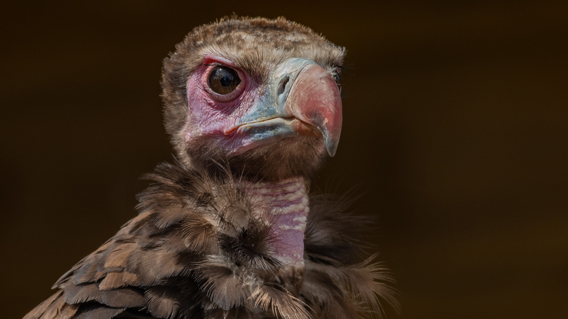 A close up of hooded-vulture sitting