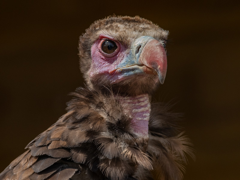 hooded vulture with brown feathers