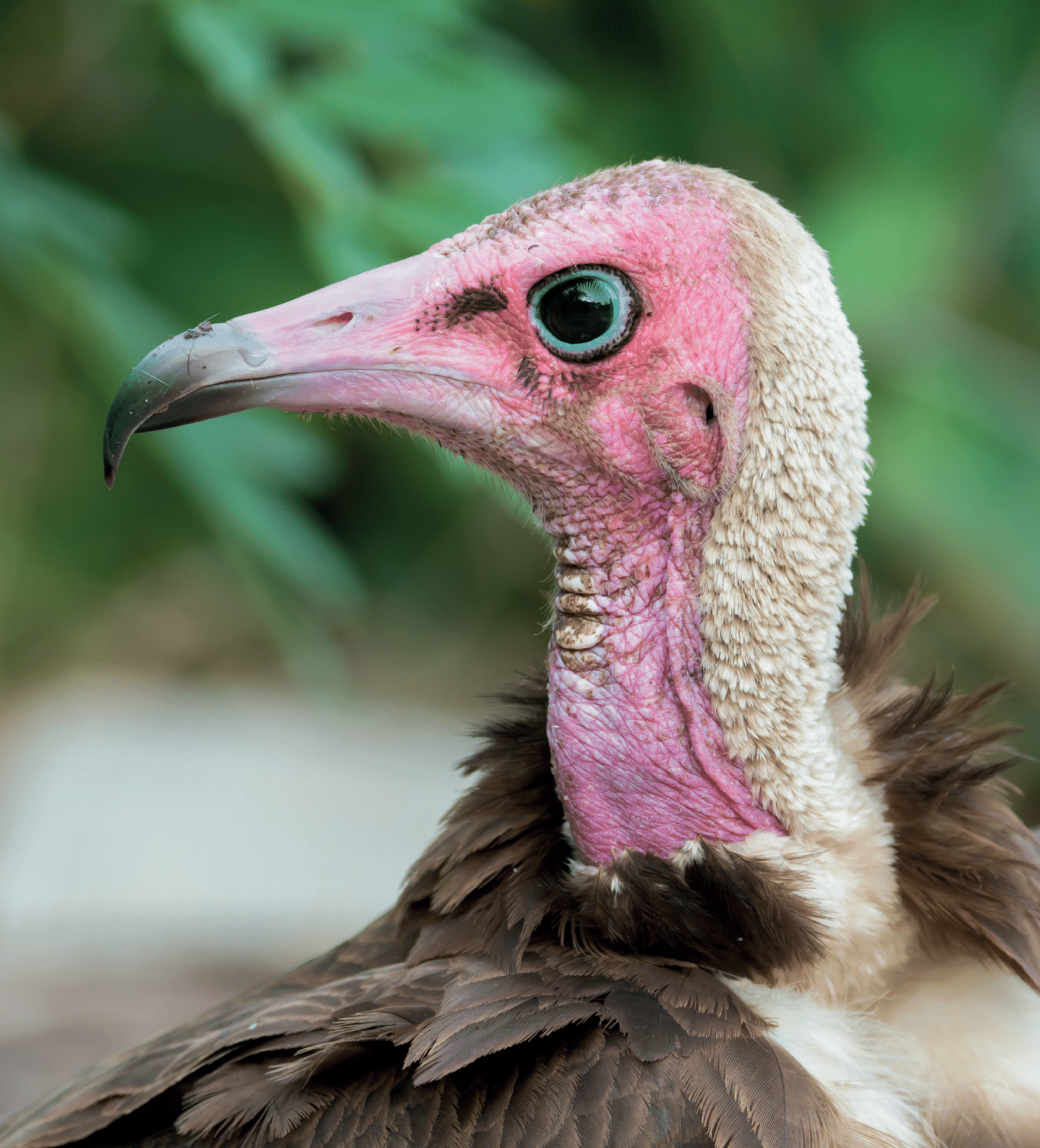 a close up of a hooded vulture