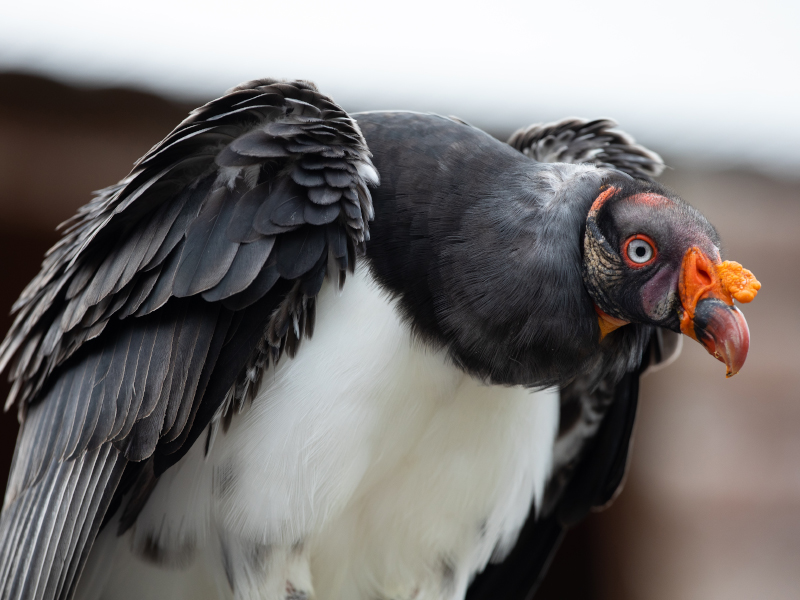 A close-up of a king vulture