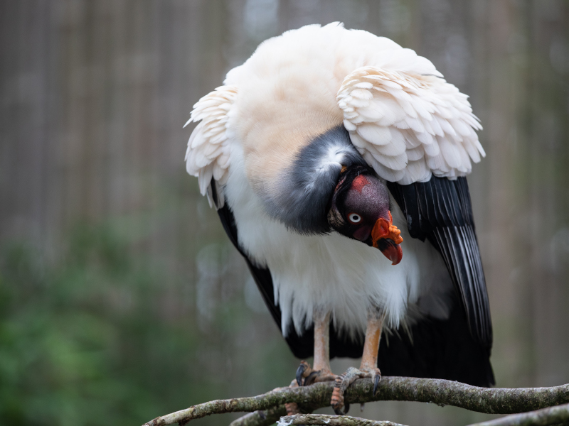 A king vulture crouching while standing on tree branch
