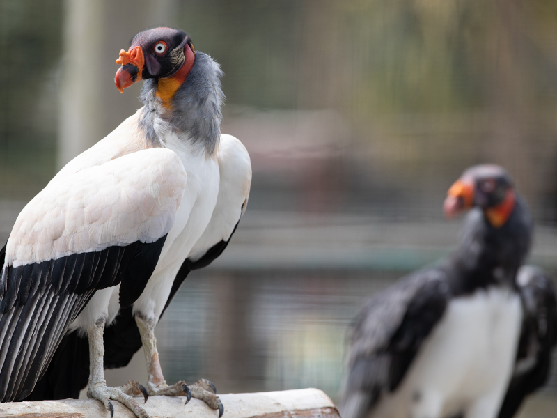 Two King vultures in Emerald park zoo