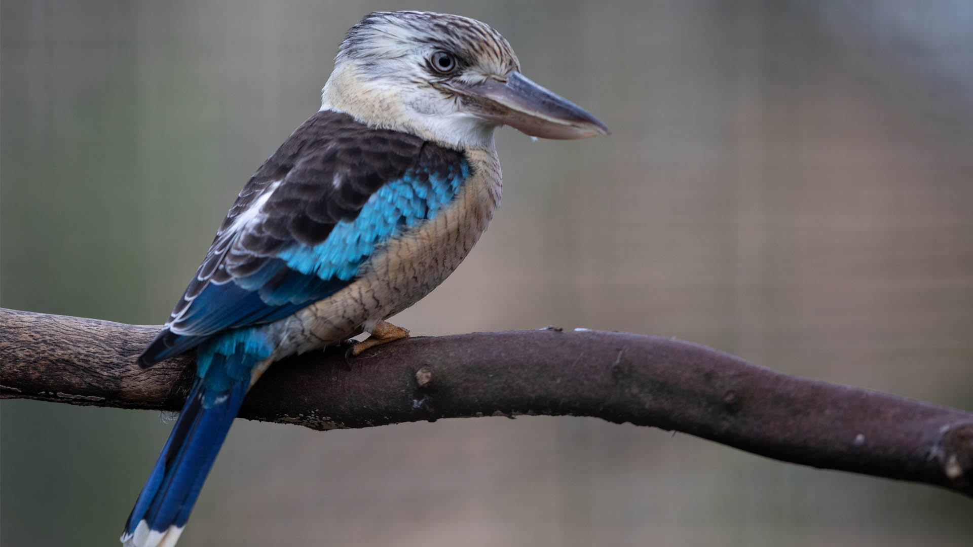 blue-winged At Emerald Park, a kookaburra is perched on a tree branch