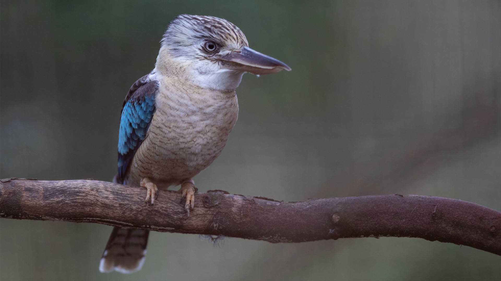 Blue-winged At Emerald Park, a kookaburra is perched on a limb.