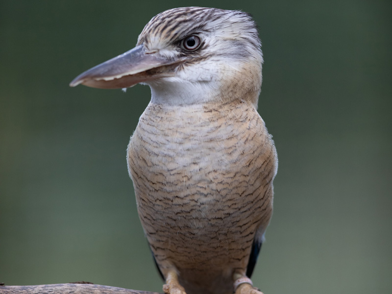 A close-up of a blue-winged Kookaburra at Emerald Park