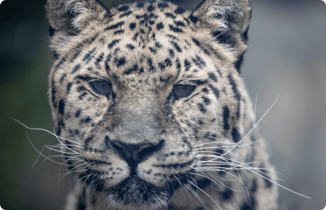 close up of leopard at emerald park