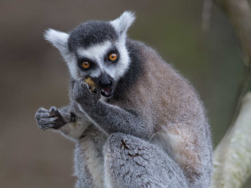 A close up of a lemur eating on a tree.