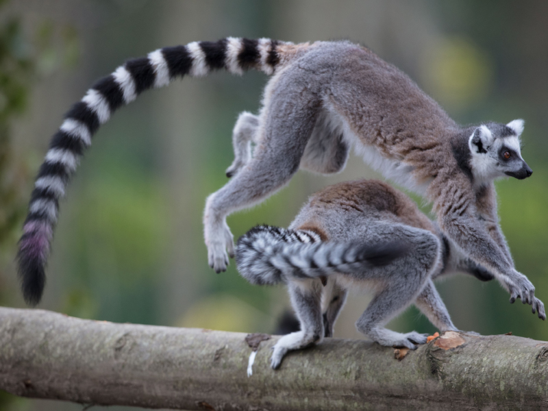 A lemur leaping over another lemur