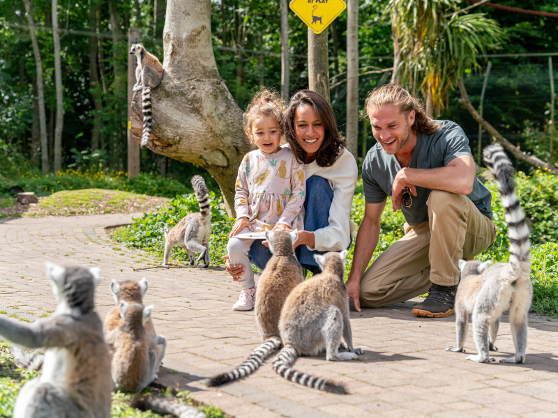 In the lemur woods, two parents and a child are watching lemurs.