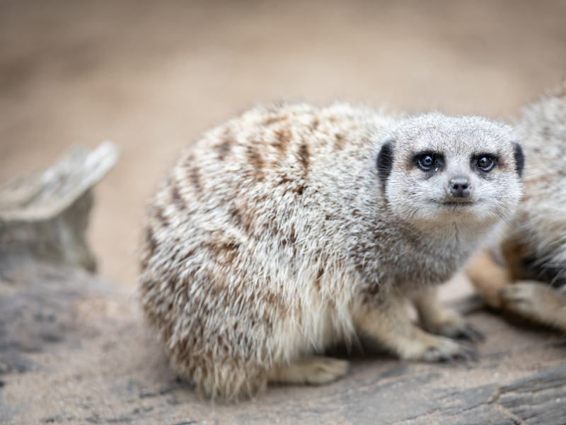 A meerkat at the Emerald Park Zoo is relaxing on a wooden log.