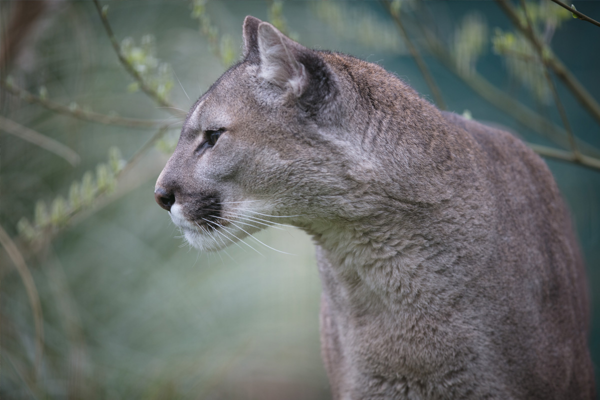 side view of mountain lion
