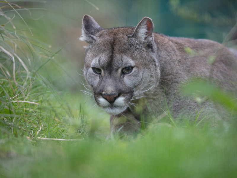 At Emerald Park, a mountain lion is lounging on the grass.