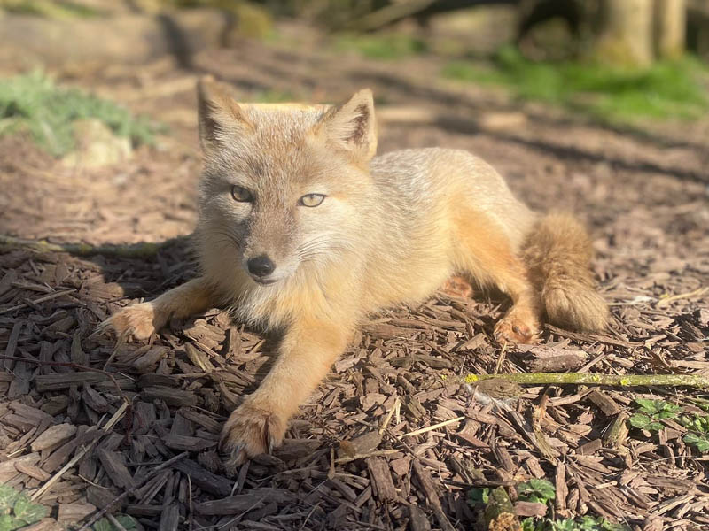 baby corsac fox lying on ground