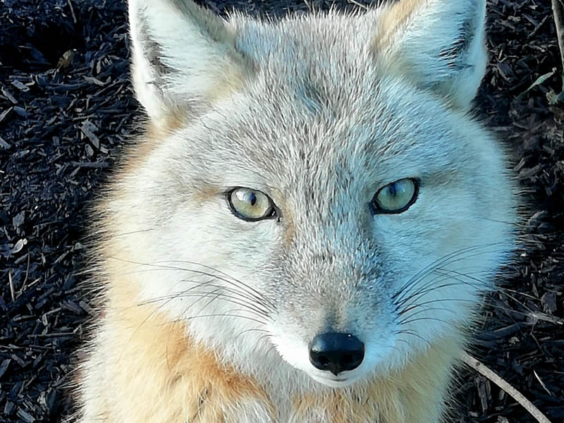 close up of Artic fox