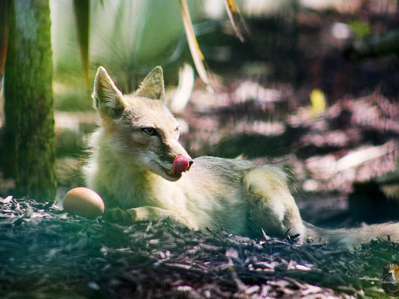 Corsac fox sitting down at Emerald park.