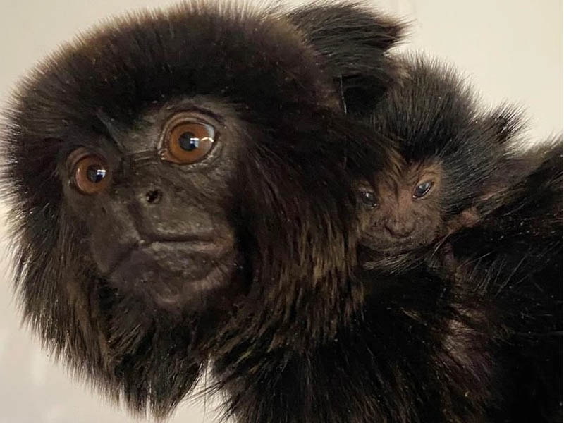 Close-up of Goeldi monkey with a Goeldi baby on its back.