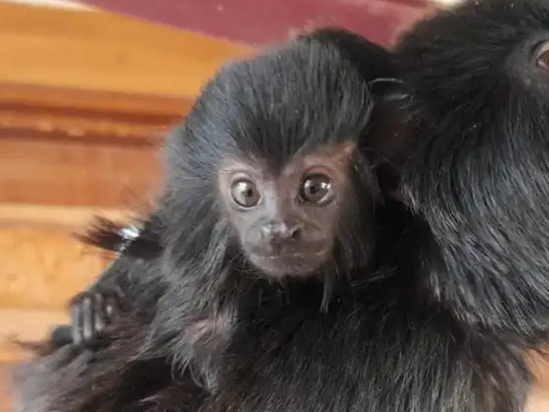 goeldi monkey baby