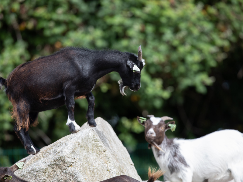 An American pygmy standing on a rock and another in the background at Emerald Park