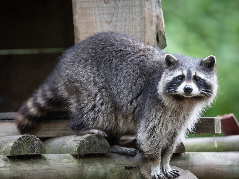 Racoon coming out of hut in Emerald park