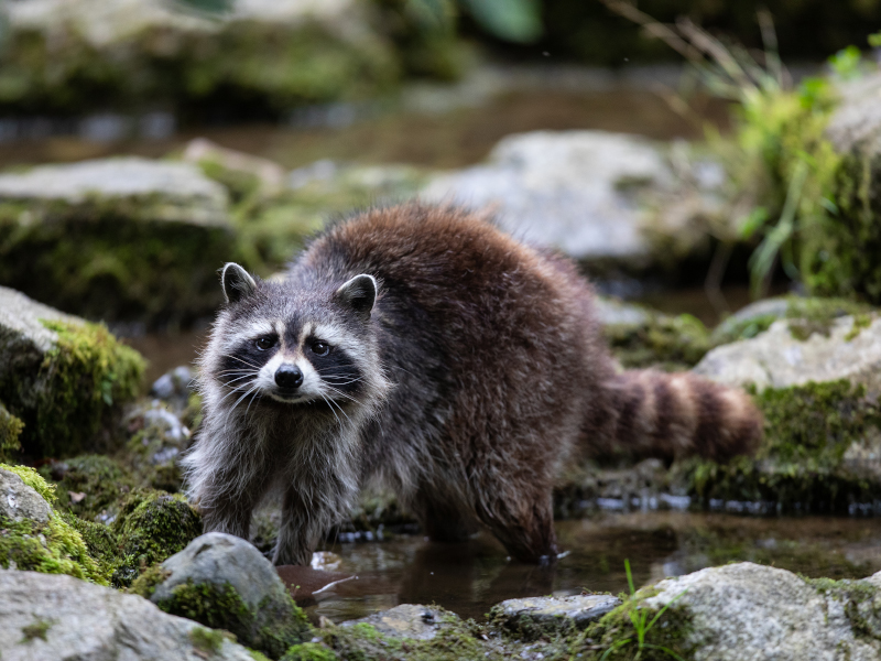 A Raccoon standing in small pool of water surrounded by rocks at emerald park
