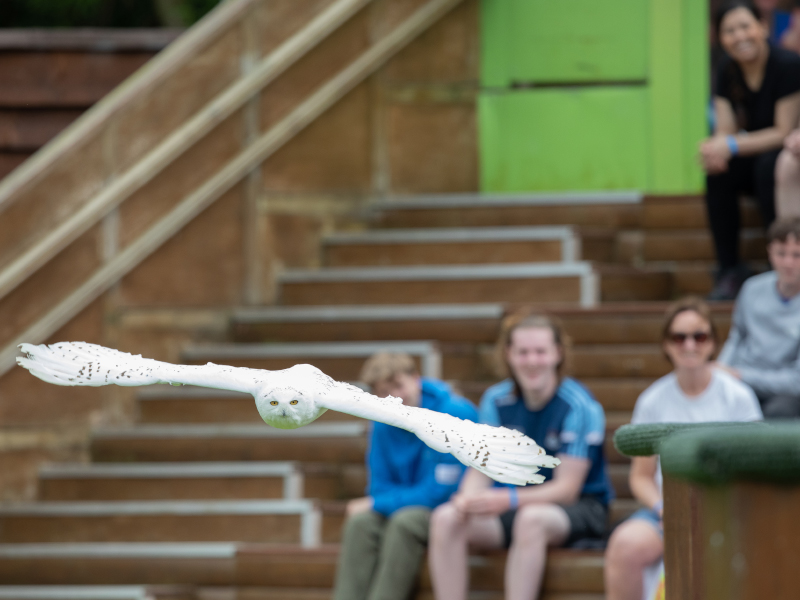 A snowy owl flying in the World of raptor show at emerald park