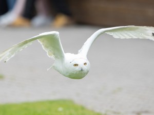 Flying at the World of Raptors exhibit at Emerald Park is a snowy owl.