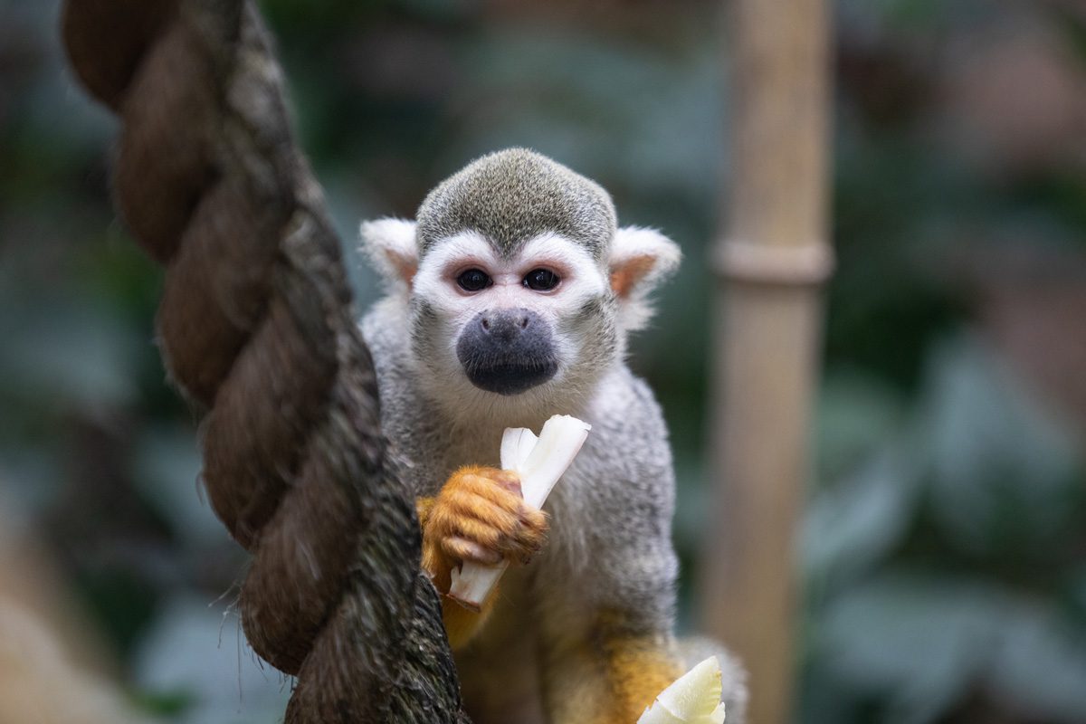 close up of squirrel monkey on a rope at emerald park