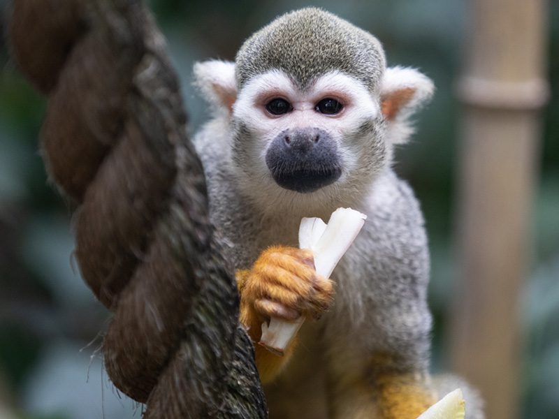 squirrel monkey on a rope at emerald park holding strips of food