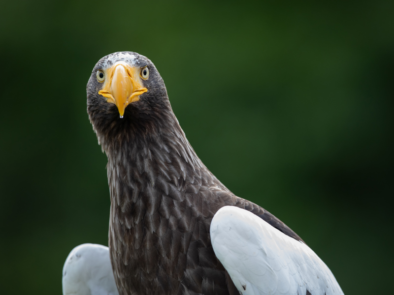 The Steller sea eagle in closeup at the zoo at Emerald Park.