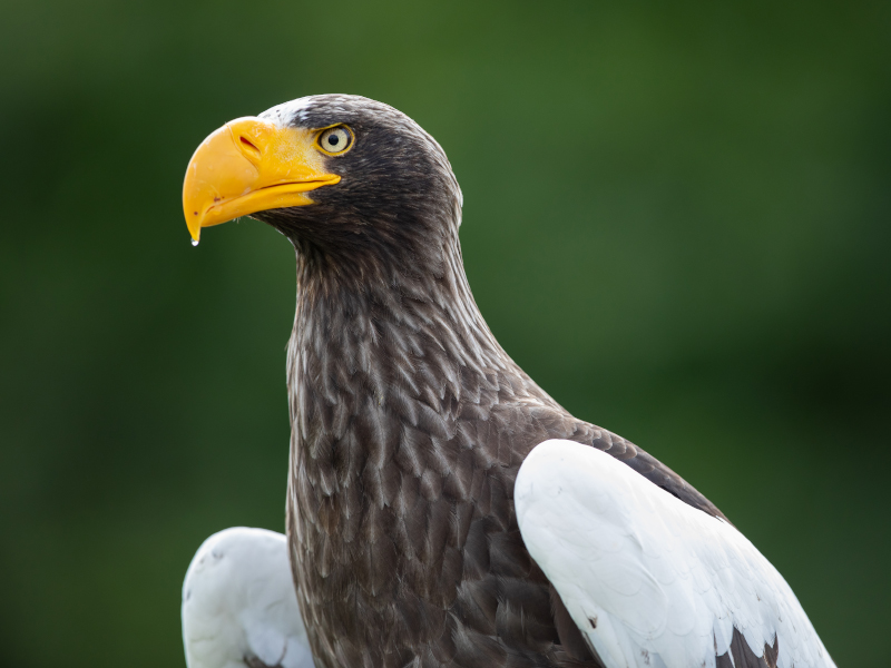 A close-up of the steller sea eagle at emerald park zoo